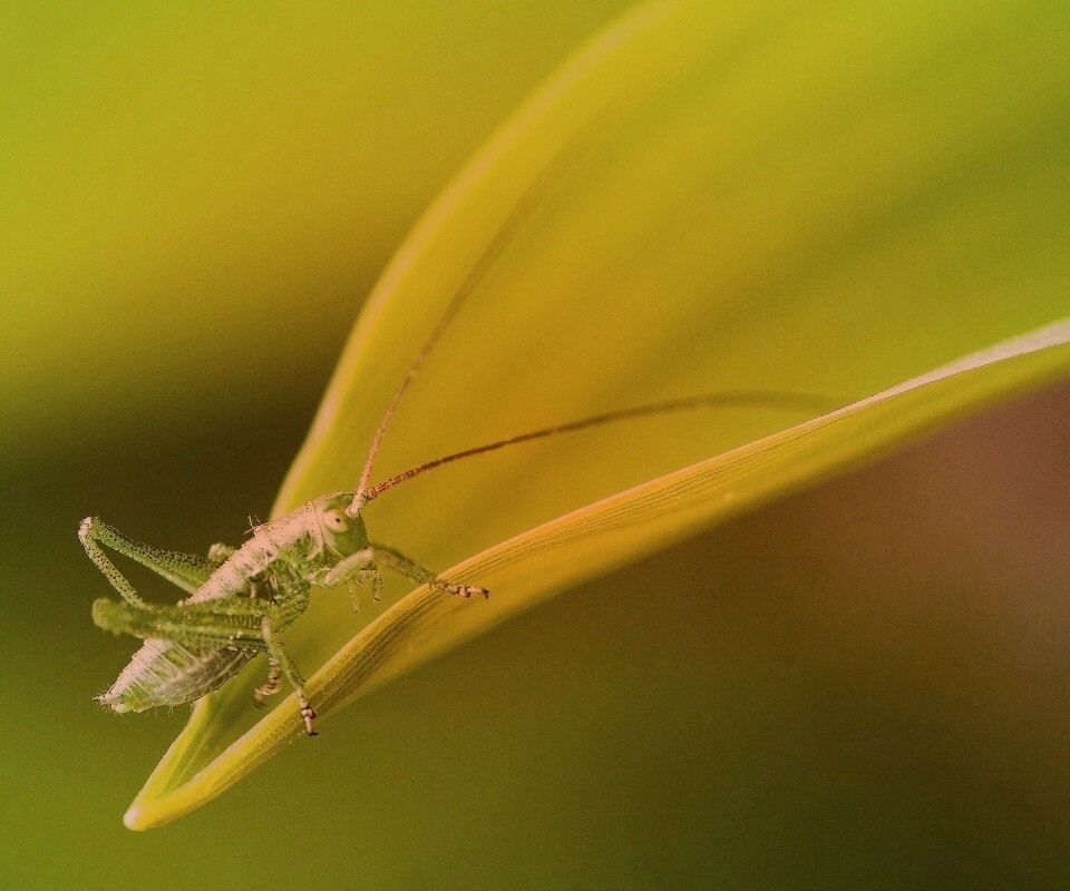 Кузнечик на листике обои
