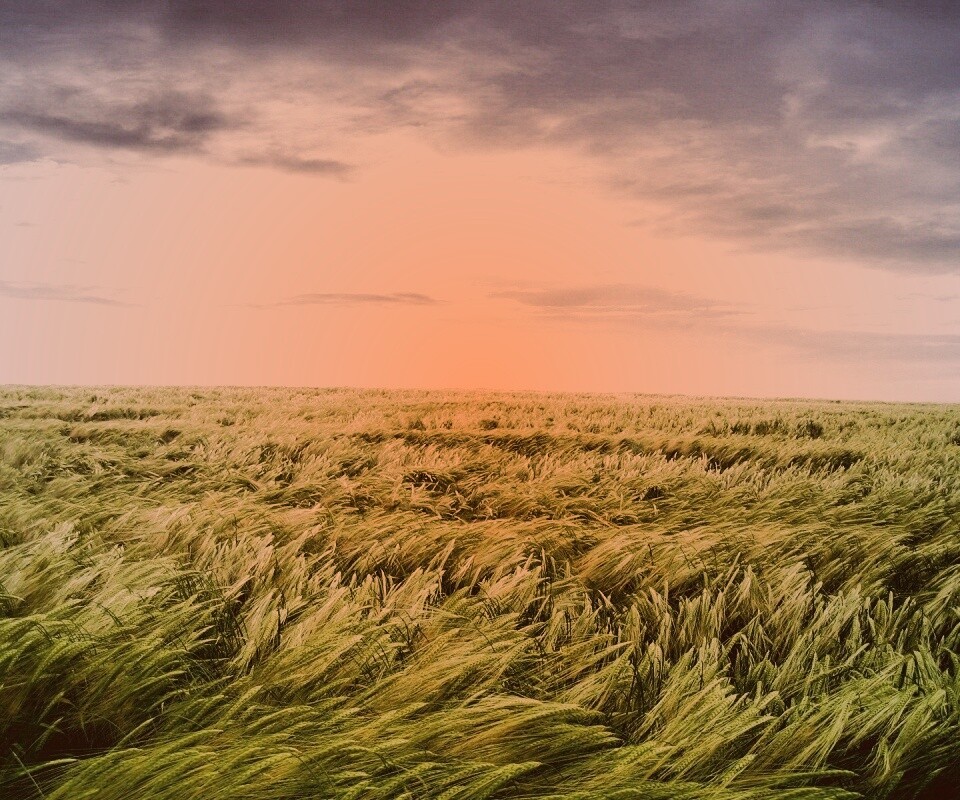 Море трав обои