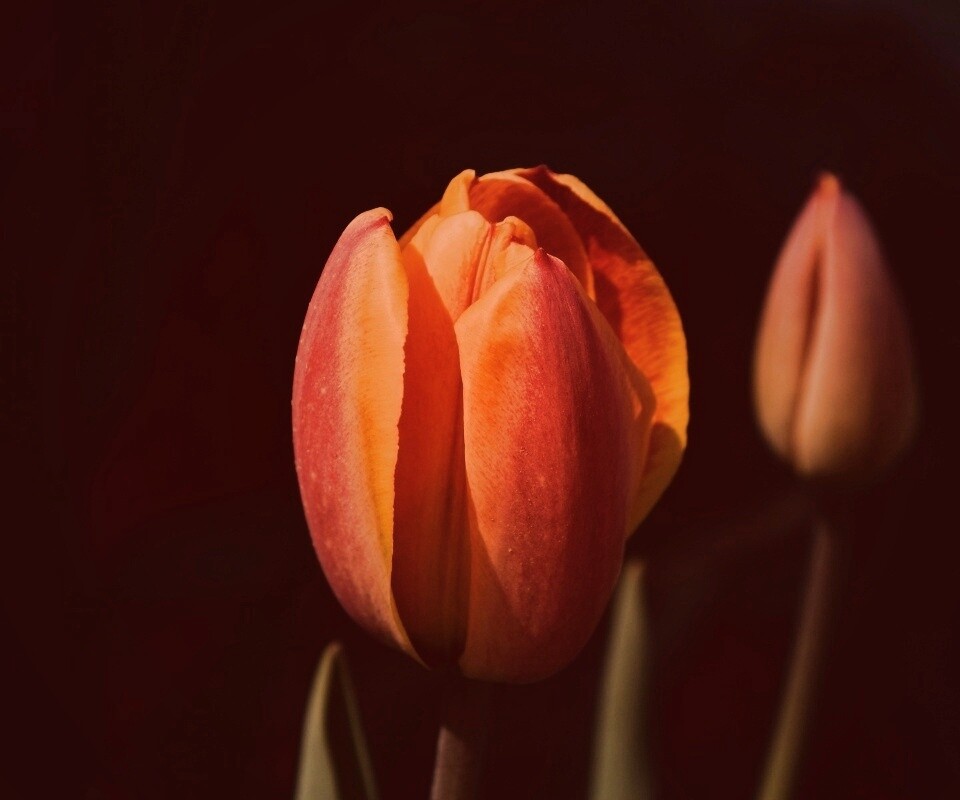 Распускающийся тюльпан обои