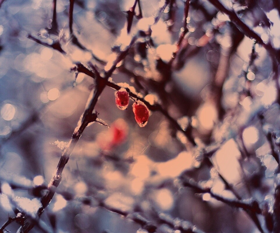 Замерзшие ягоды обои