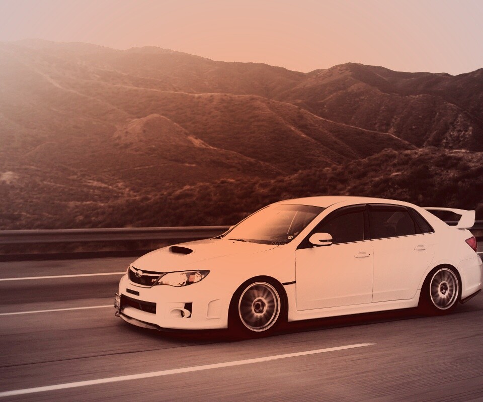 Белый субарь на тарссе обои