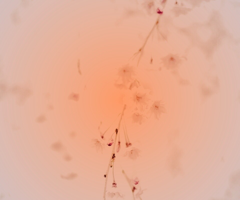 Нежные цветы обои