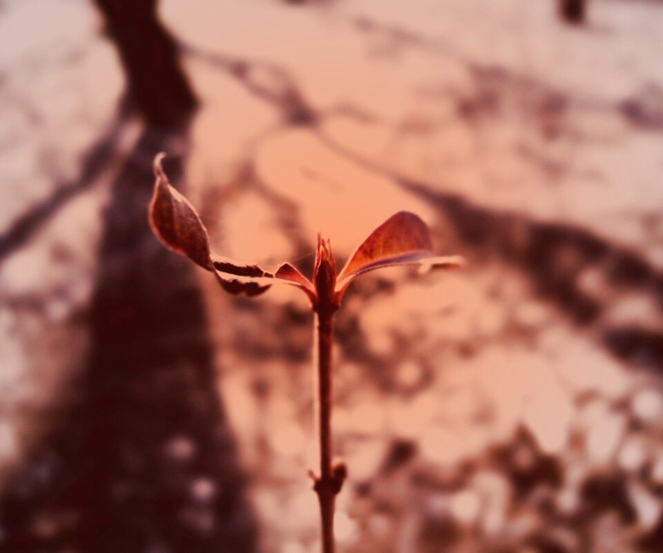 Красный росток обои