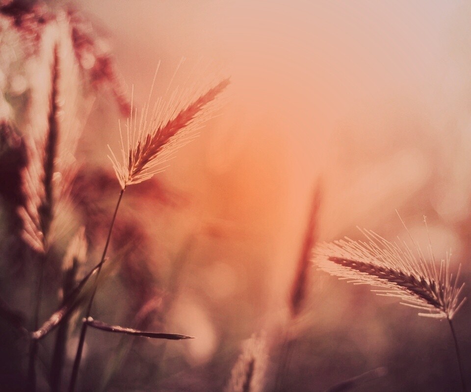 Травинки на солнце обои