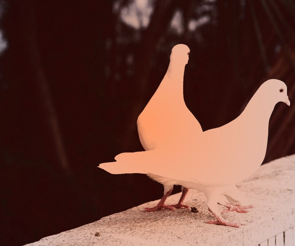 Два белых голубя обои