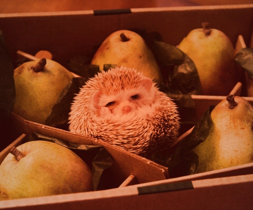 Ёжик в грушах обои