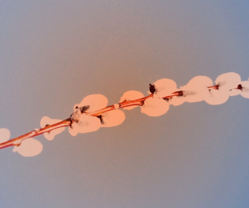 Пушистые почки обои