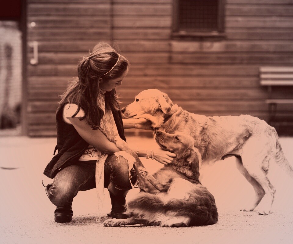 Девушка с собаками обои