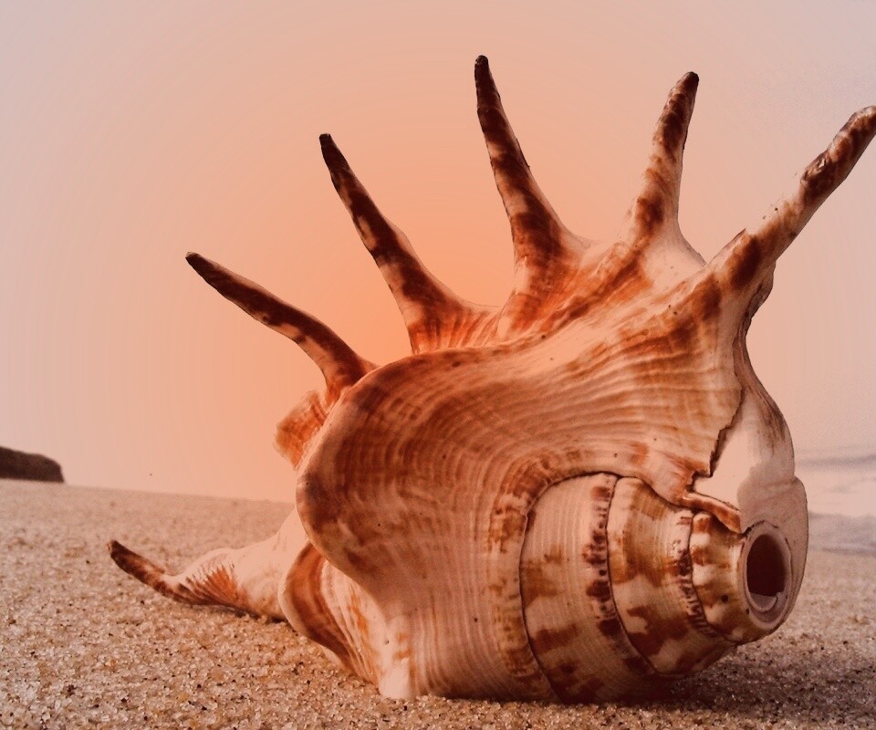 Раковина с гребнем обои