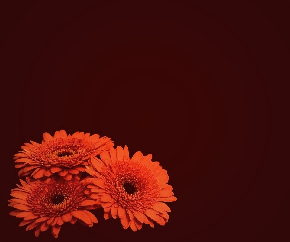 Красные герберы обои