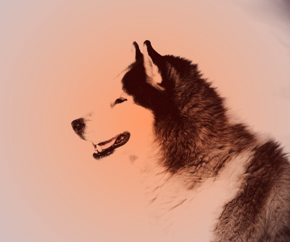 Хаска улыбается обои