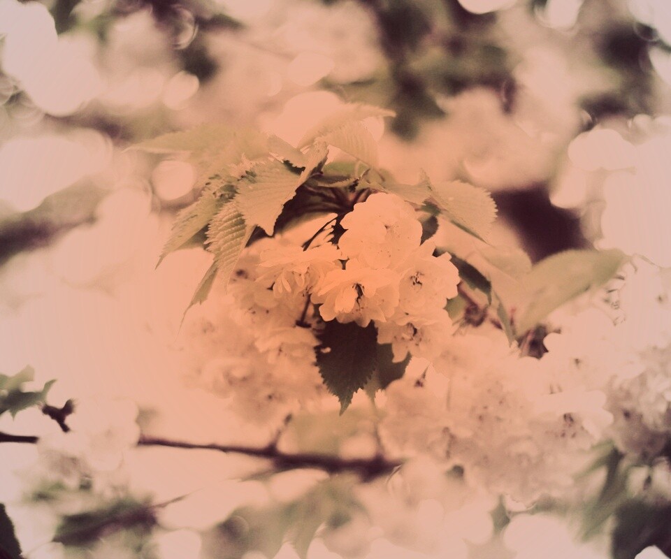 Цветущее дерево обои