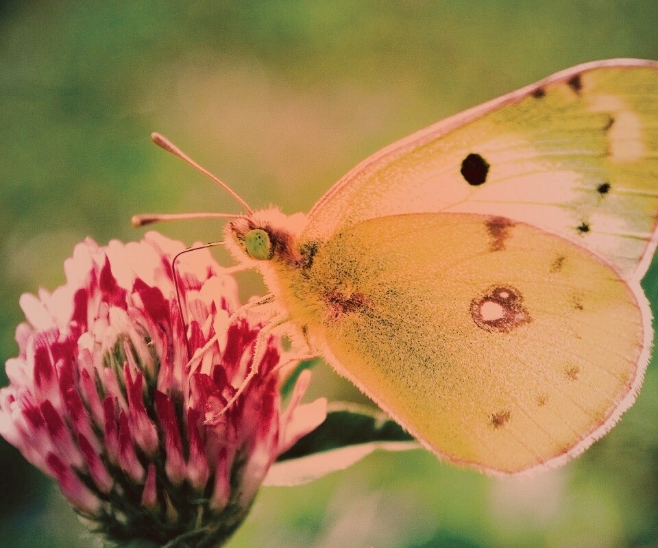 Бабочка на клевере обои