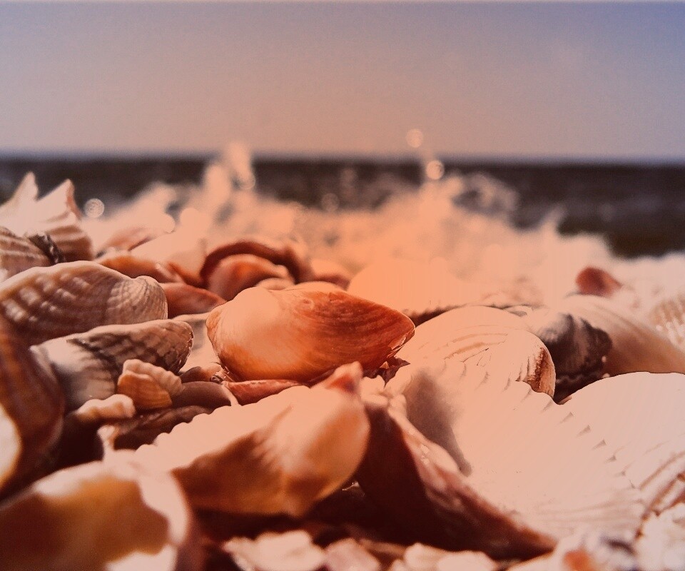 Морские ракушки обои