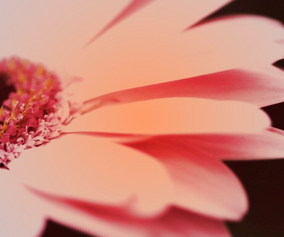 Гербер обои