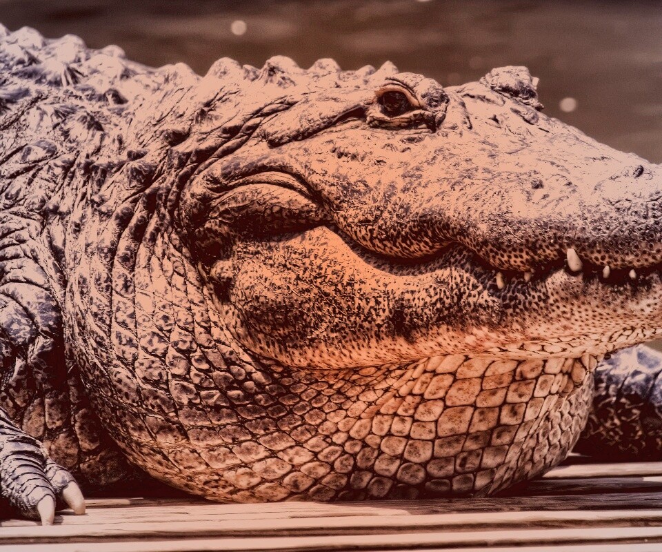 Синий крокодил обои