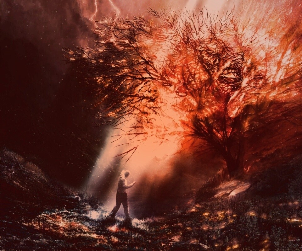 Горящее дерево обои