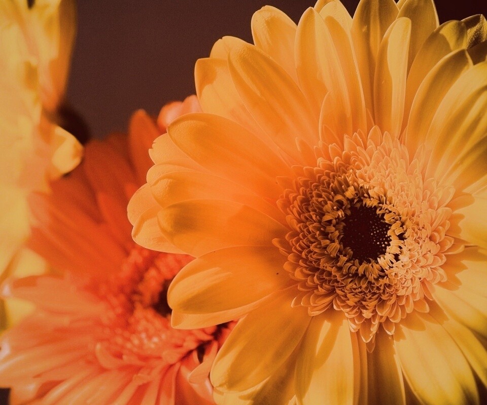 Желтый гербер обои