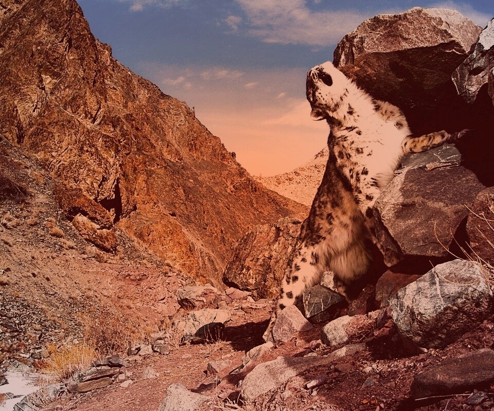 Барс чешется о камни обои