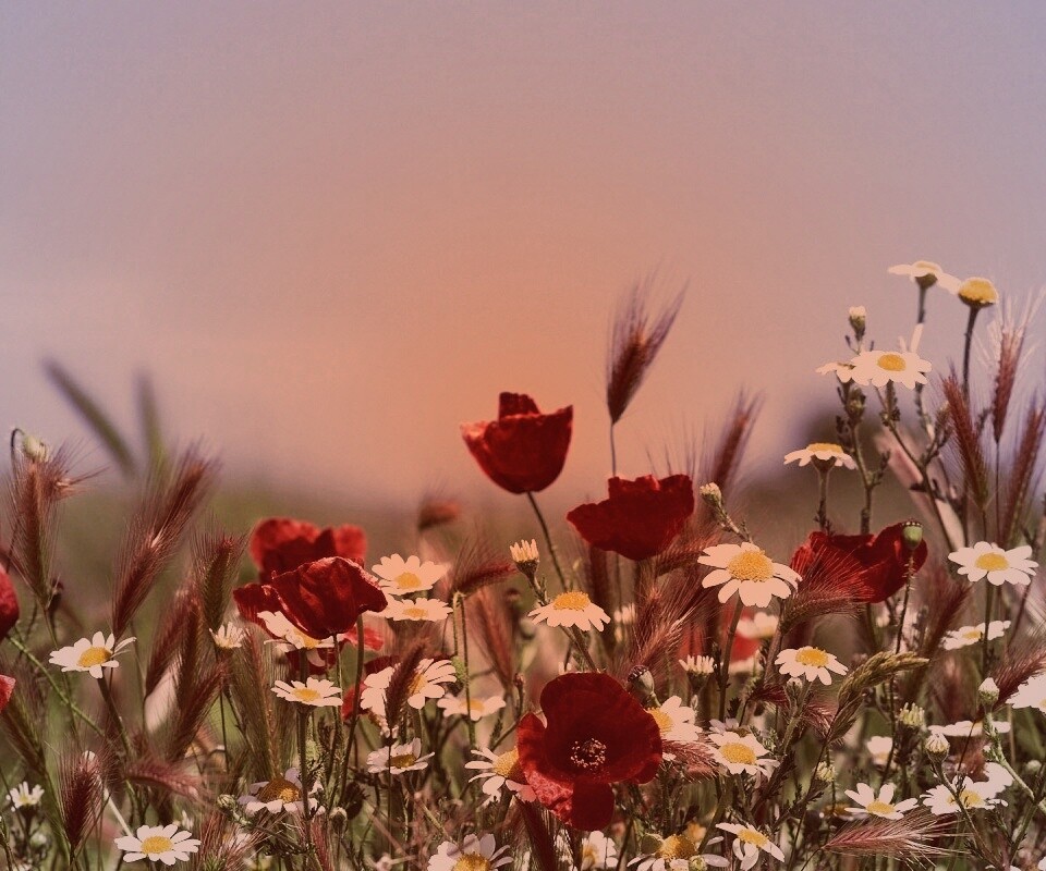 Цветы в поле обои