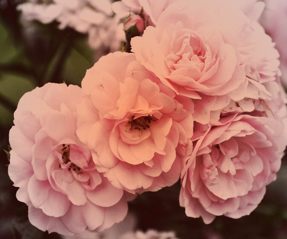 Розовые цветы обои