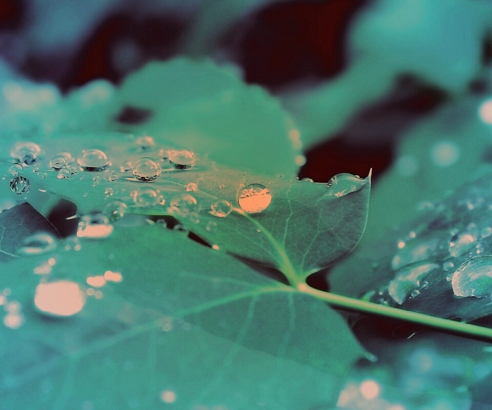 Синеватый лист обои