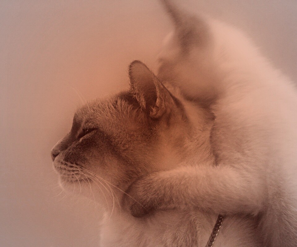 Котёнок обнимает маму обои