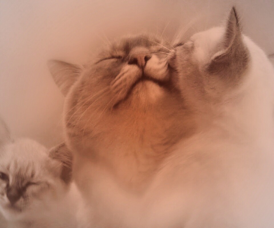 Котята с мамой обои