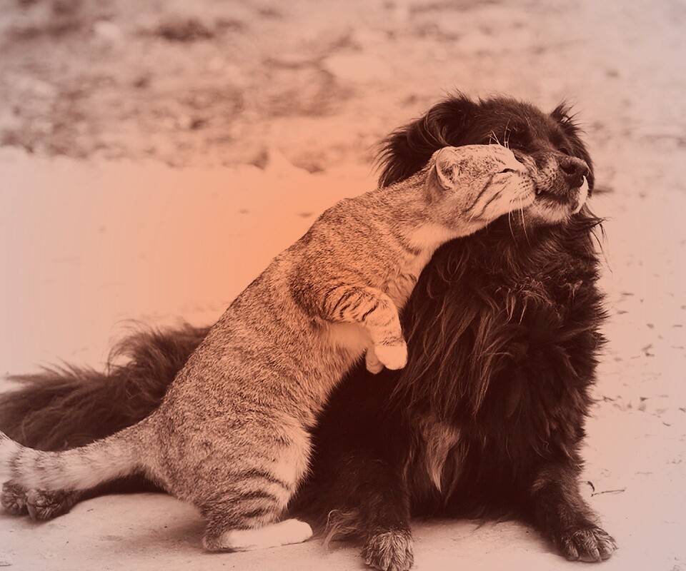 Поцелуй кошки и собаки обои