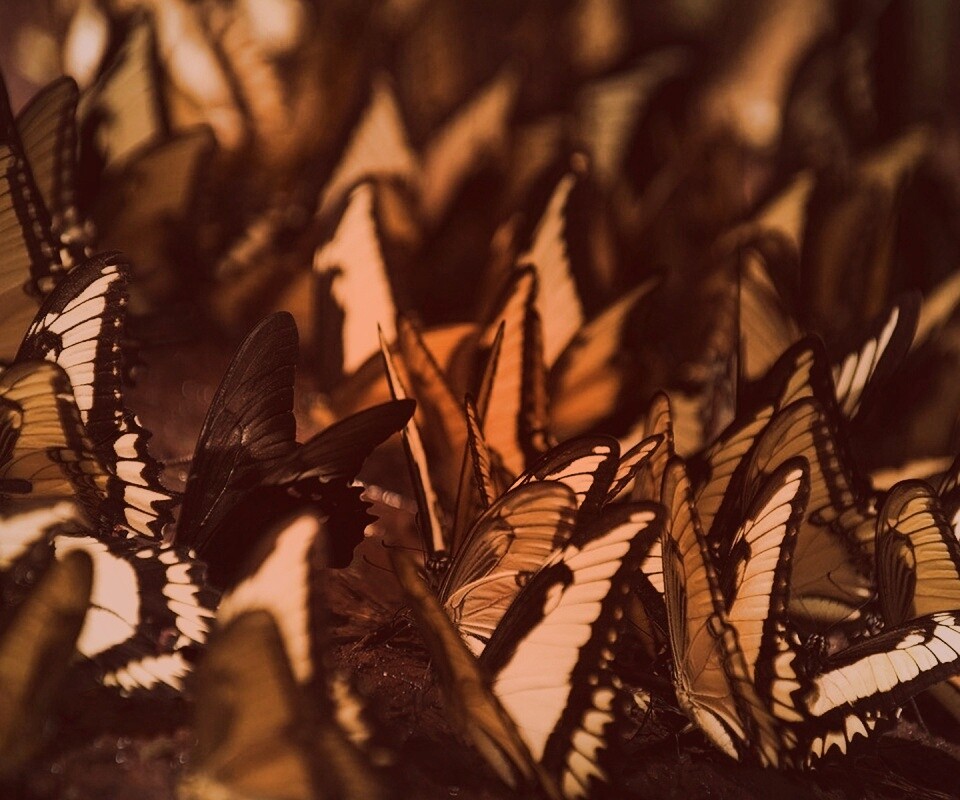 Стая бабочек обои