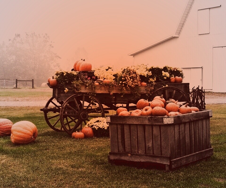 Урожай тыков обои