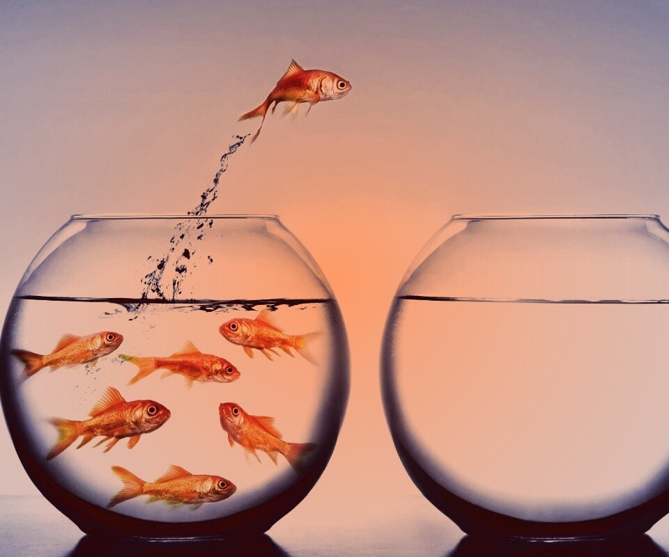 Побег рыбки обои