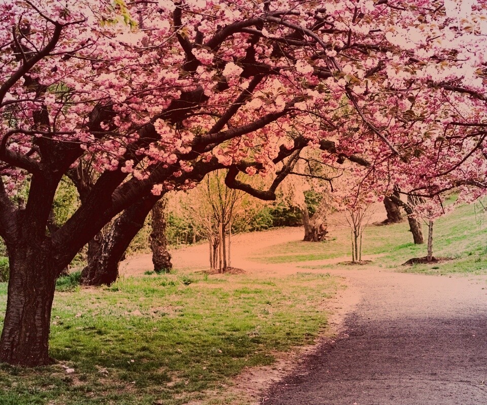 Дорожка между деревьями обои