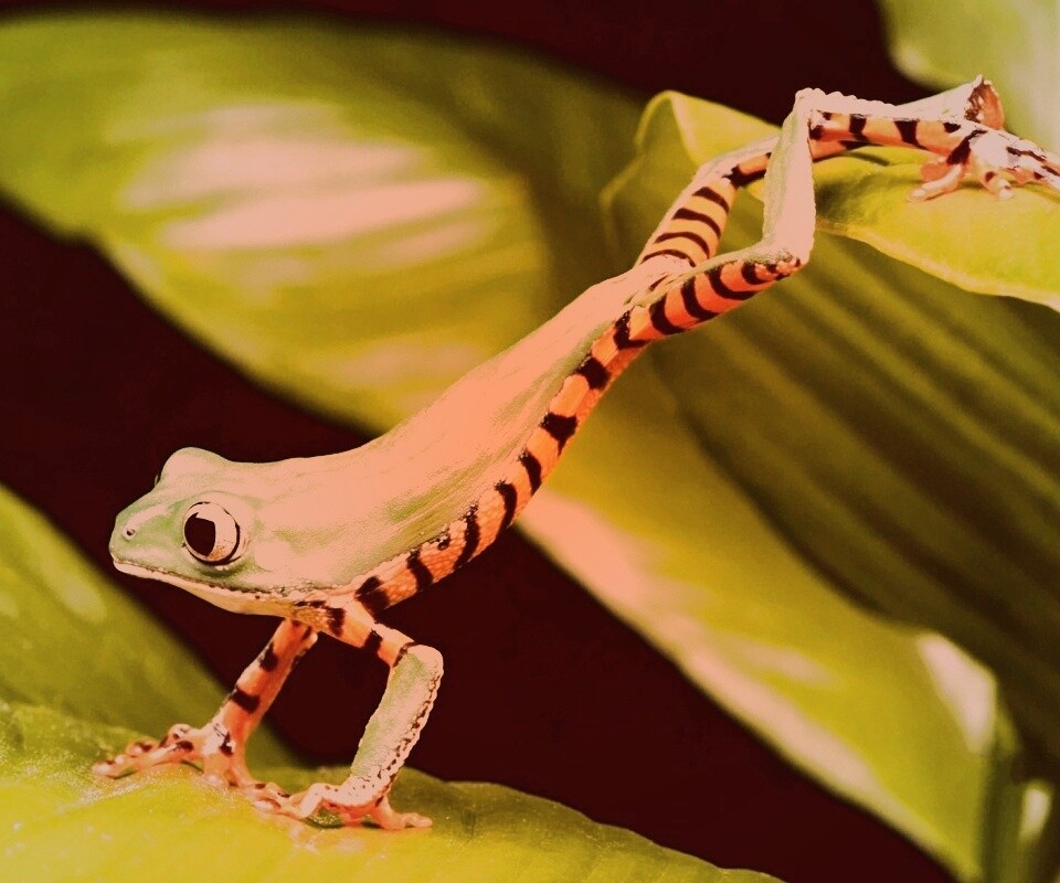 Лягушка переползает с листа на лист обои