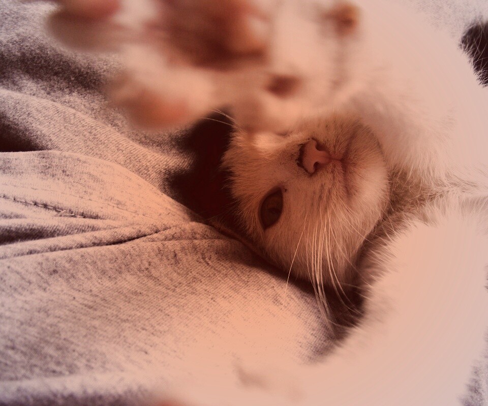 Кот фоткает сам себя обои