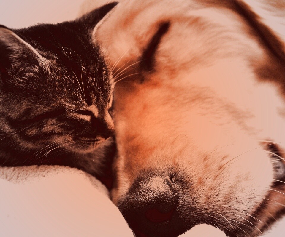 Кошка спит с собакой обои