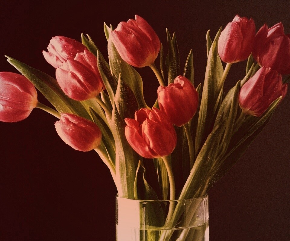 Букет тюльпанов обои