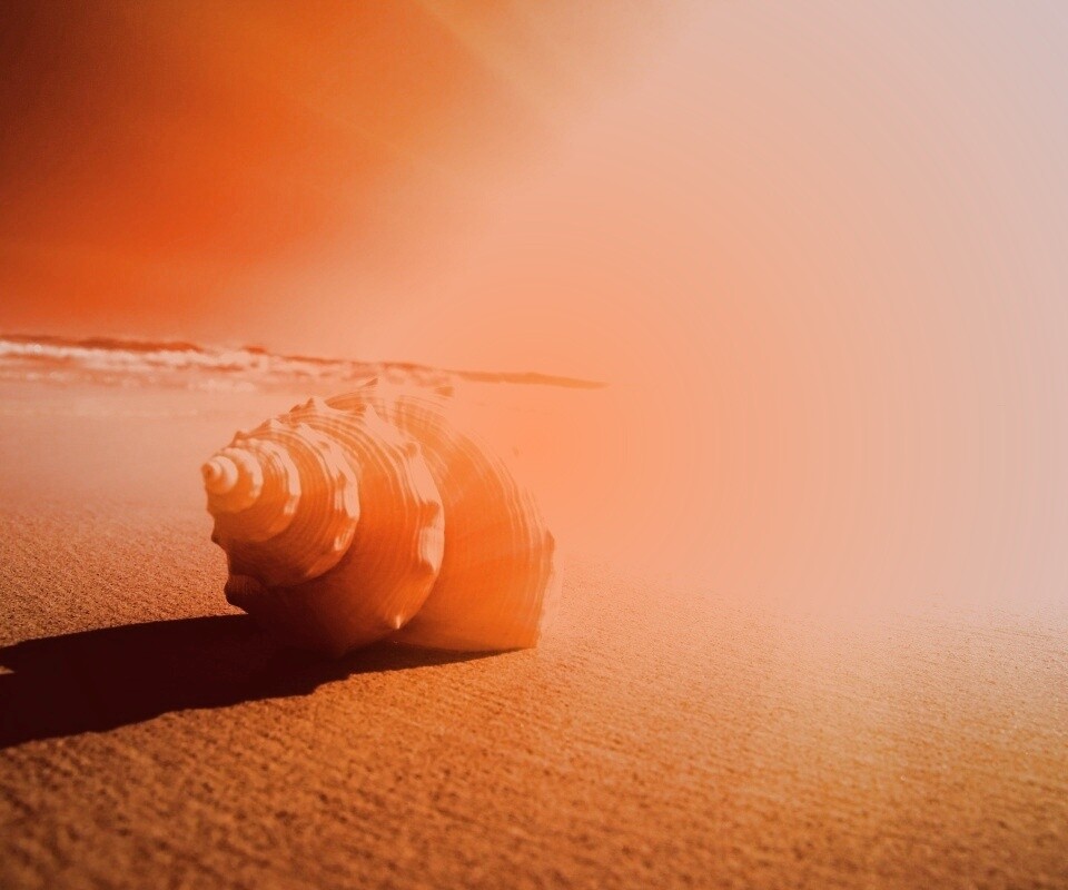 Золотистая ракушка обои