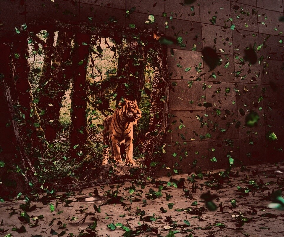 Портал в джунги обои