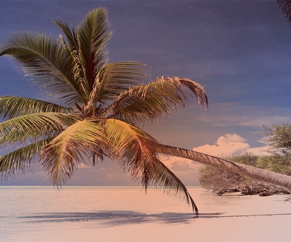 Пальма над водой обои