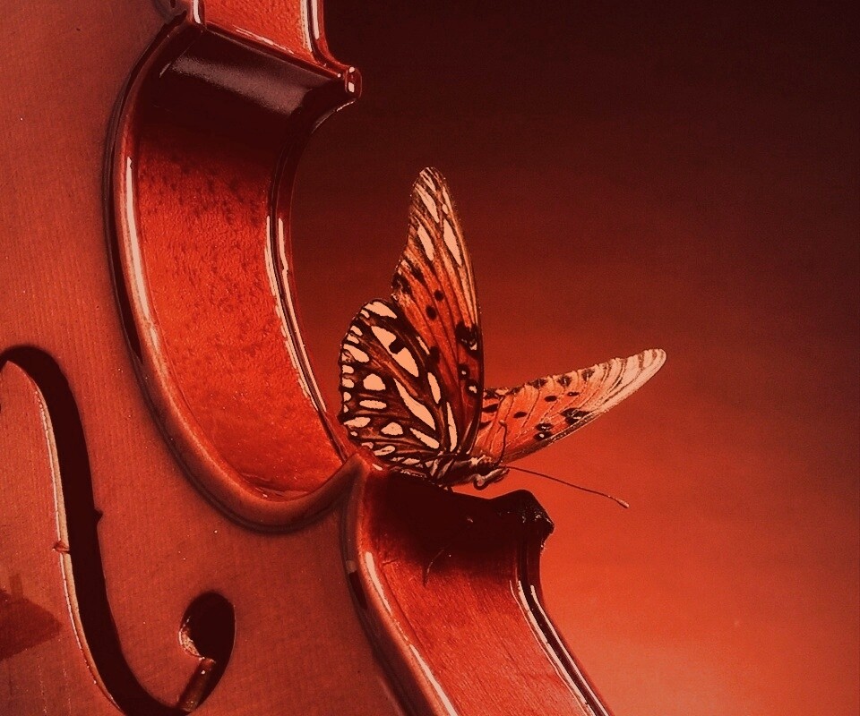 Бабочка на скрипке обои