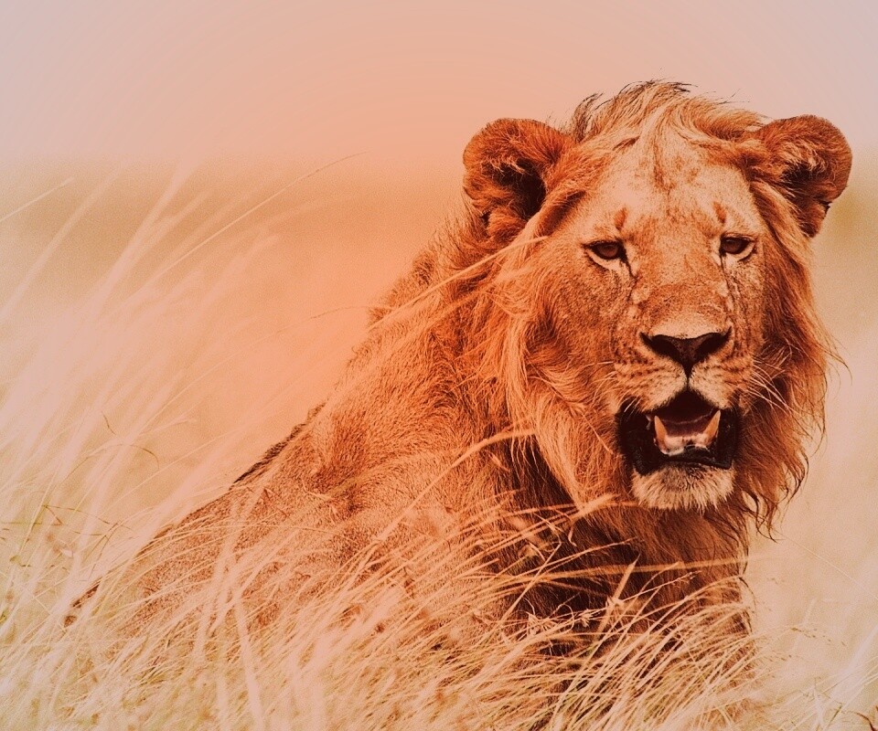 Ярко оранжевый лев обои