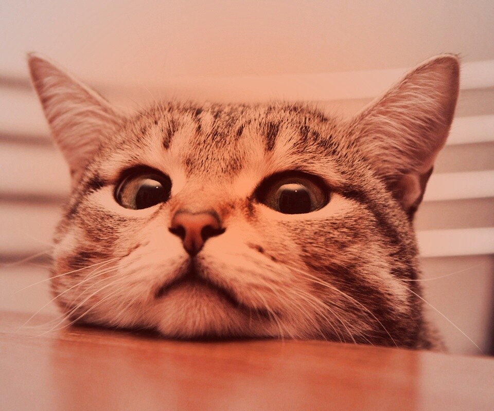 Любопытный котейка обои