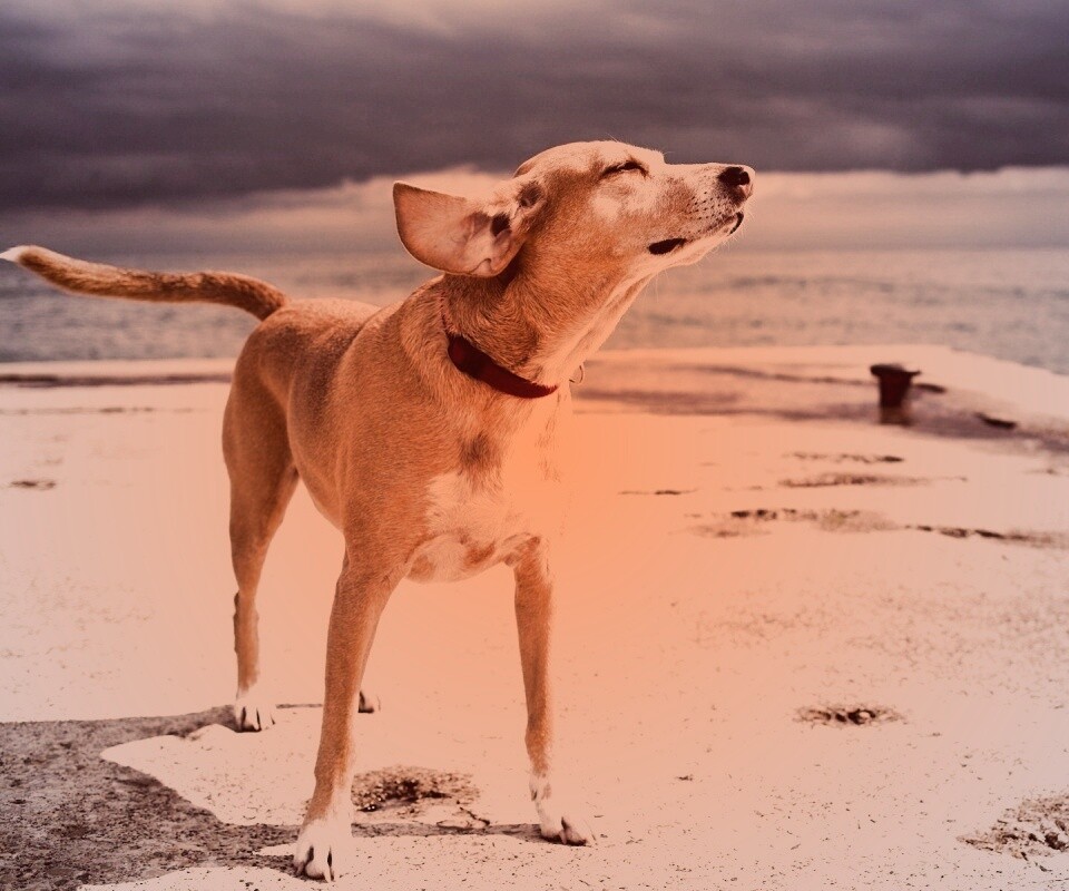 Собака на пирсе обои