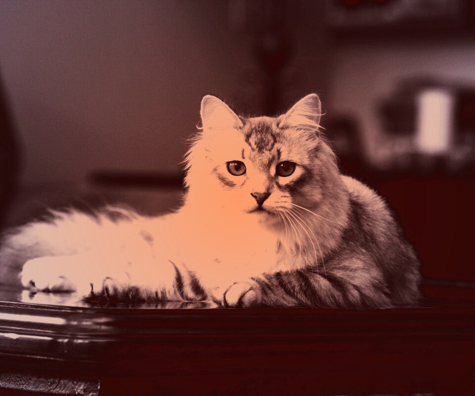 Кот благородных кровей обои