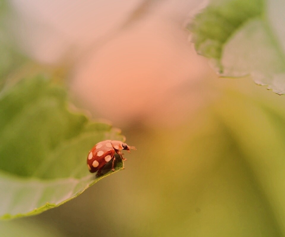 Божья коровка обои