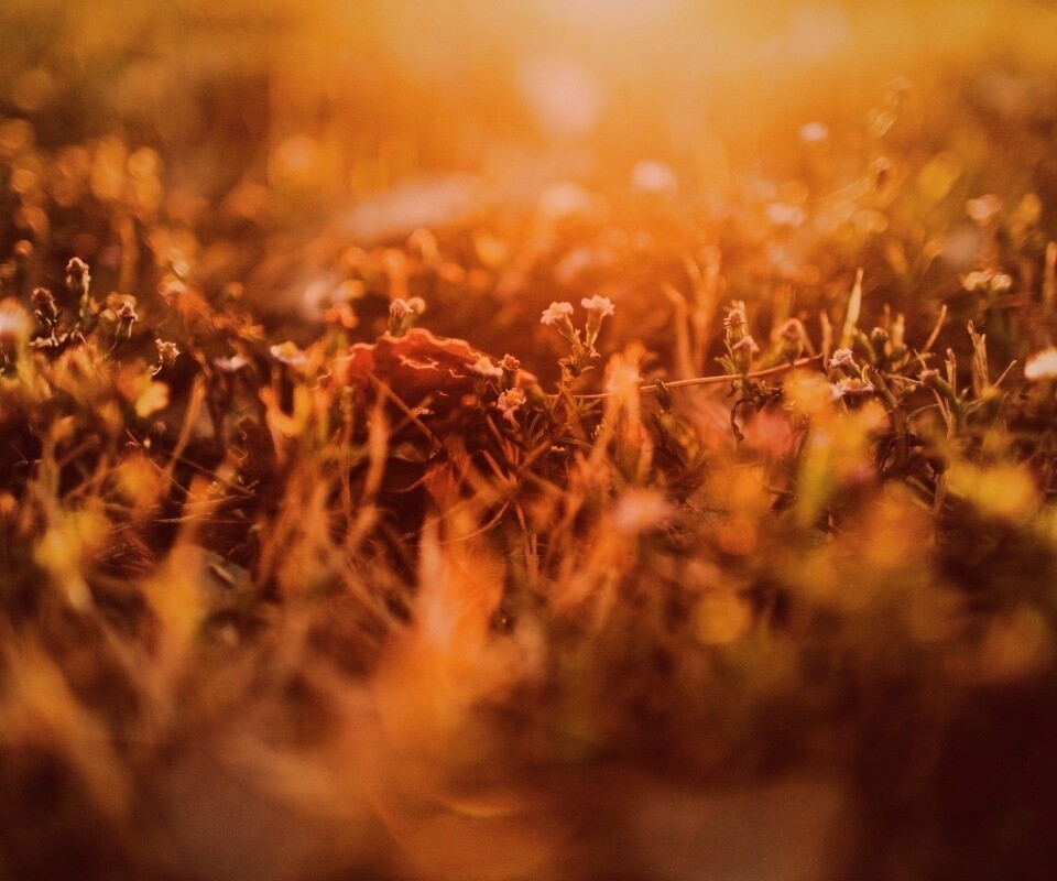 Полевые цветы в закатном солнце обои