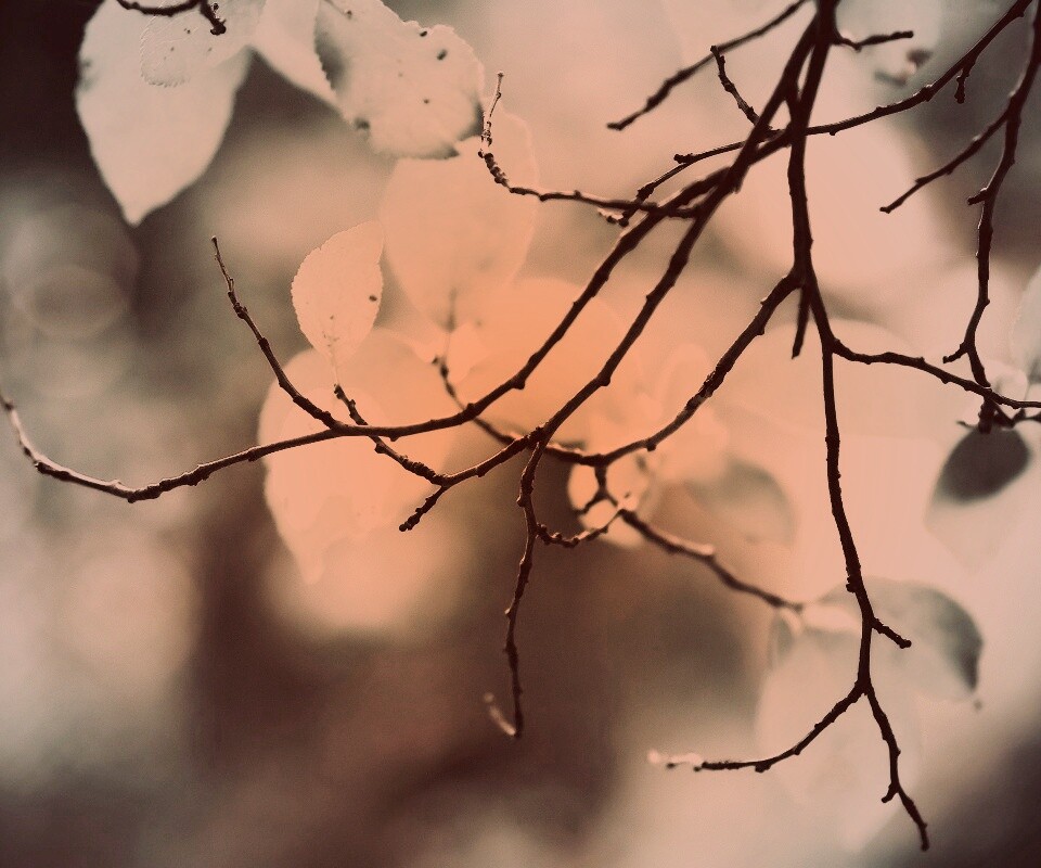 Осенние ветки без листьев обои