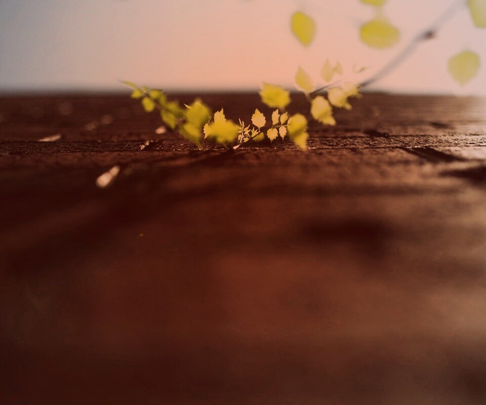 Зеленые ростки в стене обои