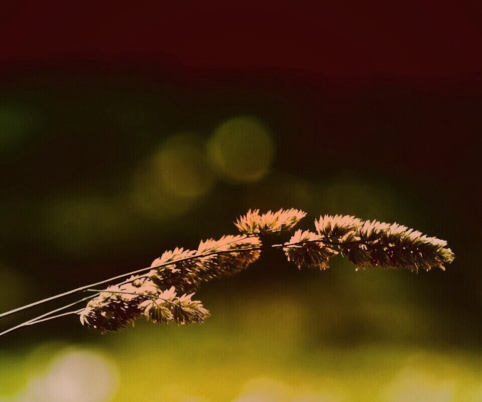 Травинка обои